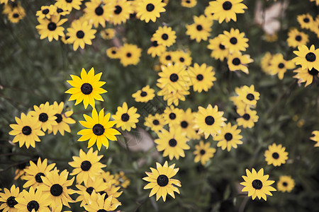 黑眼苏珊黑眼睛植物黄色花瓣场地野花季节花园图片