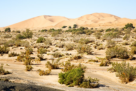 在莫罗科沙漠中的古老树石图片