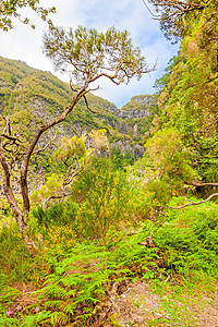 马德拉  自然景观  绿色自然峡谷动物群旅游森林丘陵荒野农村山脉天空地形图片