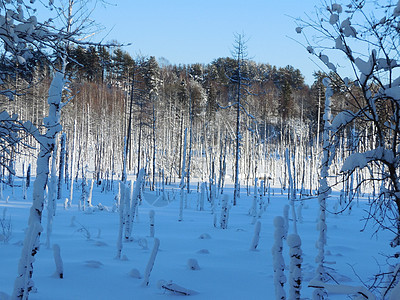 2015年2月卡雷利亚冬季风景旅行季节森林天气公园木头天空太阳阴影阳光图片