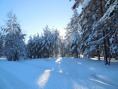 2015年2月卡雷利亚冬季风景阴影天空太阳蓝色海滩晴天场景旅行火花木头图片