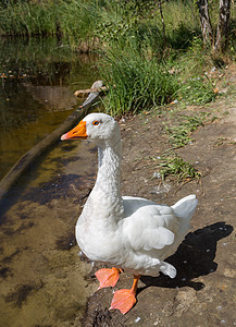 白鹅在湖边公吨动物池塘荒野农场水禽家畜野生动物家禽反射图片