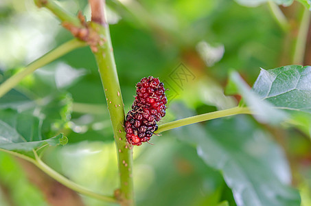天然莓果季节叶子农业美食花园浆果红色黑色院子水果图片