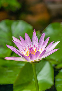 水百花花植物黄色白色池塘植物群花园叶子粉色绿色花瓣图片