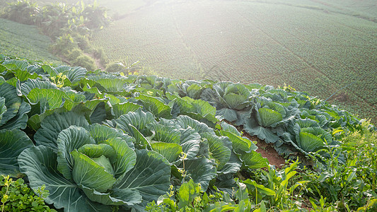 白菜田植物生长园艺收成白色农场食物场地花园绿色图片