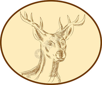 红 Stag Deer 头圆图片