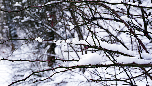 白雪日森林孤独白色雪花图片