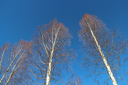 冬天时裸露的桶子树叶冻结蓝天桦树图片