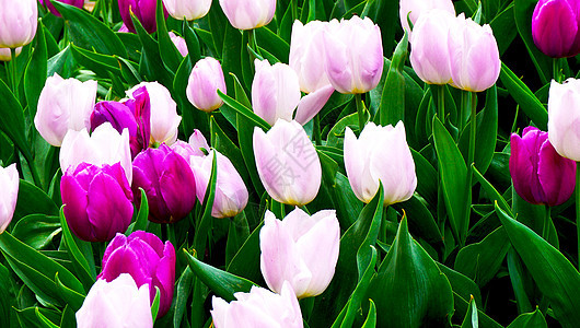 把花园里的粉红和紫色郁金香花图片