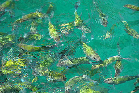 脱条的Eel Catfish学校野生动物蓝色环境鲶鱼鲷鱼海洋黄色条纹热带图片