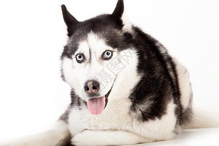 白色的哈斯基宠物工作室哺乳动物舌头说谎家畜动物食肉犬类图片