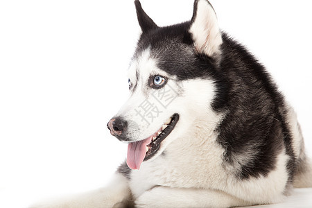 白色的哈斯基家畜舌头说谎宠物食肉背景工作室犬类动物哺乳动物图片