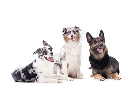 2只狗蓝梅和沙帕小狗说谎食肉陨石色宠物家畜灰色动物白色犬类图片