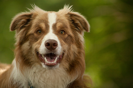 边框 collie 肖像棕色血统哺乳动物动物食肉森林家畜宠物犬类图片