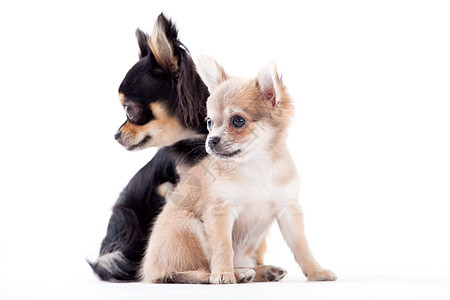 可爱的吉娃娃狗黑色哺乳动物工作室犬类食肉宠物白色家畜棕色动物图片