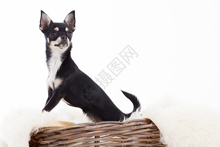 篮子里的吉娃娃动物黑色家畜工作室哺乳动物犬类宠物食肉白色图片