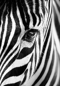 黑白斑马的肖像动物野生动物草原环境鼻子国家眼睛睫毛公园哺乳动物背景