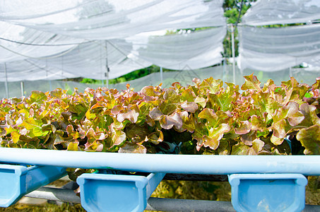 有机水栽培植物种植农场温室植物群植被生长园艺水培高地叶子养殖蔬菜背景图片