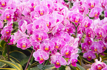 粉红色兰花紫色叶子植物学花束热带美丽植物群展示墙纸卡片图片