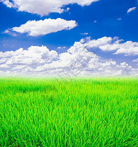绿稻田植物农业蓝色收成生长天空农场季节食物粮食图片