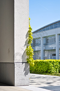 在阳光明媚的日子 灰水泥墙角的绿长春藤图片