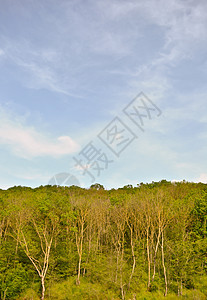 绿色多汁的叶子和美丽的积雨云蓝色农村草地生长土地太阳公园国家晴天森林图片