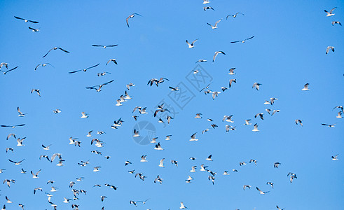 蓝天的鸟群成群鸟类移民农场荒野旅行航班民众迁移身体羽毛图片