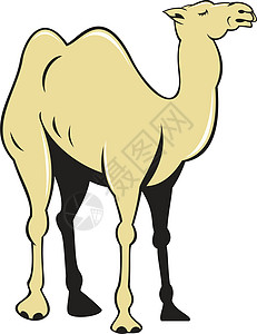 骆驼侧视图卡通图片