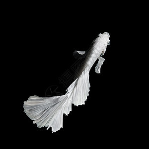 Betta鱼黑色热带奢华宠物水族馆运动连体尾巴动物蓝色图片