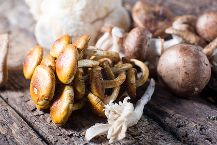 野生新鲜真菌蘑菇图片