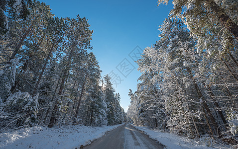 科技道路雪覆盖了松树     沿着农村道路的美丽森林植物针叶寒冷寒意晴天太阳阳光涂层分支机构云杉树背景