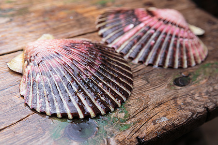 木制背景的湿扇贝壳海洋活力橙子市场壳类动物餐厅食物美食贝类图片