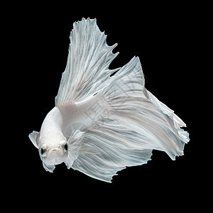 Betta鱼斗争白色尾巴宠物连体水族馆蓝色奢华动物运动图片