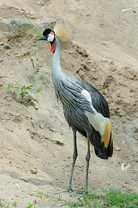 灰色冠鹤鸟类国家脊椎动物黑色羽毛动物纹章红色脖子荒野图片