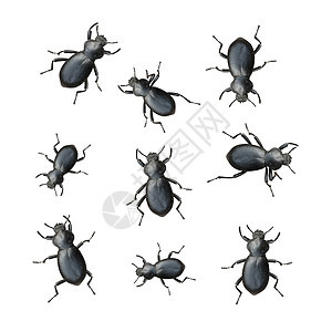 黑甲虫臭虫害虫环境动物爬行动物捕食者地面天线收藏昆虫图片