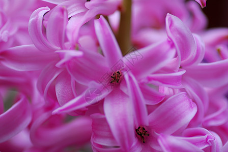 粉色花朵生长植物群紫晶花园香味园艺图片