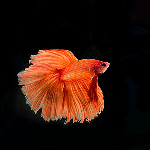 siamees打架鱼动物黑色斗争橙色行为背景淡水游泳鱼缸水族馆图片