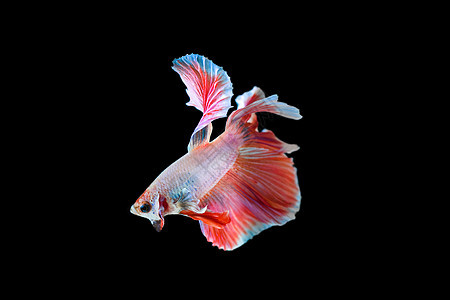 贝塔 打鱼半月背景尾巴淡水动物热带红色宠物气候黑色粉色背景图片