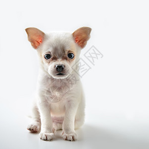 吉华小狗影棚家畜脊椎动物哺乳动物白色沉思纯种狗犬类宠物图片