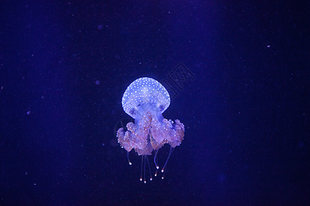 澳大利亚发现的果冻漂浮野生动物生物水族馆触手热带危险生活海洋游泳图片