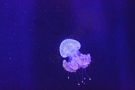 澳大利亚发现的果冻生物游泳海洋触手野生动物水族馆情调生活海蜇蓝色图片