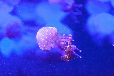 澳大利亚发现的果冻生活野生动物海洋热带水族馆动物异国潜水生物危险图片