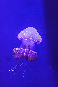 澳大利亚发现的果冻游泳野生动物生活动物水族馆热带情调海洋生物潜水图片