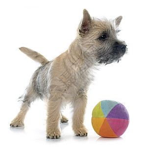 小小狗凯恩泰瑞尔猎犬棕褐色动物工作室小狗宠物女性棕色图片