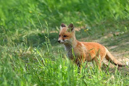野生狐狸森林哺乳动物老鼠绿色动物打猎木头野生动物红色荒野图片