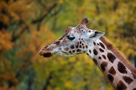 Giraffe 简介图片