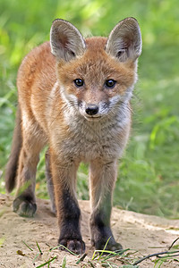 野生狐狸木头动物打猎老鼠荒野野生动物绿色哺乳动物森林红色图片