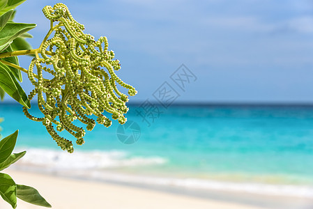 海为背景花景点海浪风景旅游支撑海岸地平线天堂叶子假期图片