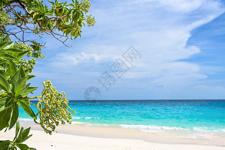 海为背景花景点叶子海景蓝色花束地平线海岸假期天空植物图片