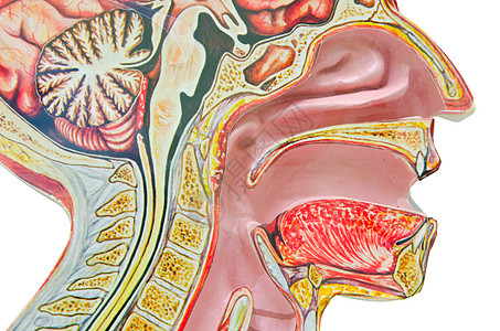 人类解剖模型在白色背景下被分离出来躯干隧道呼吸科学舌头生理器官塑料教育鼻音图片